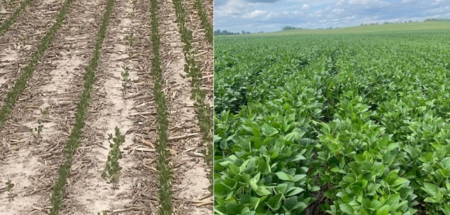Less than ideal planting conditions in April followed by a dry May created some replant of soybeans - Iowa County IA