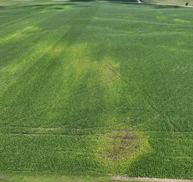 Saturated soils in June limiting nutrient uptake and showing nitrogen loss  Iowa County IA