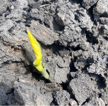 Tough emergence conditions for April-planted corn - Johnson County IA