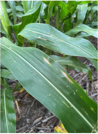 Northern corn leaf blight and Bacterial leaf spot - Heartwell NE