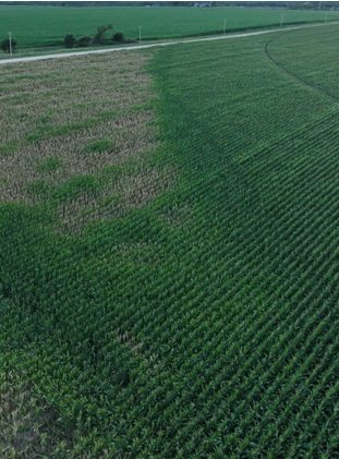 Drought Stressed Pivot Corners in field - aerial photo - Kearney NE