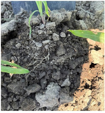 Dry snd cloddy soil conditions impacting roots - Red Cloud NE