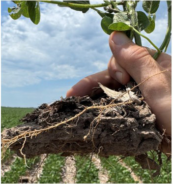 Dry and hard soil conditions impacting roots - Amherst NE