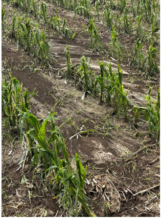 Corn plants damaged from hail storm