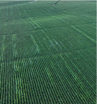 Non-uniform tassel emergence - Kearney NE