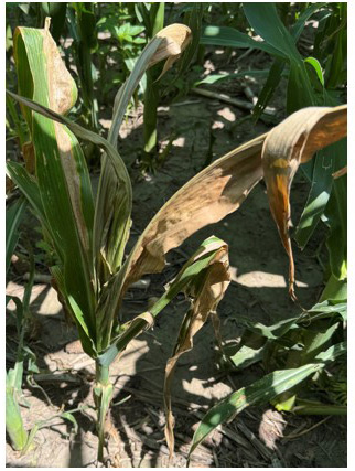 Systemic Goss Wilt - Lexington NE