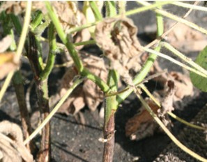 Damping off from Phytophthora