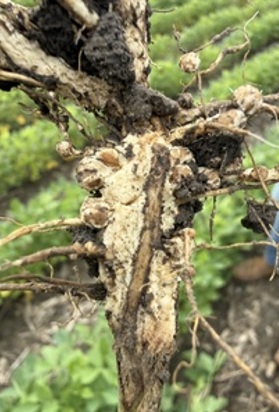 Soybean plant crown expansion from over saturation