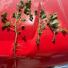 Soybean plants with roots from high medium and low ground during June