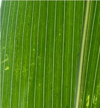 Traces