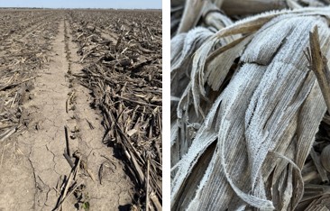 Frost damaged soybeans - April 20
