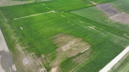 Pioneer Z-Series E3 soybean plot - northern Illinois