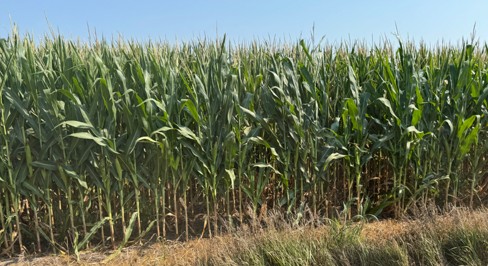 Drought stress affecting lighter soils