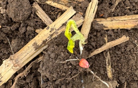 Corn seedling leafing out