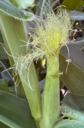 Corn ear showing silk clipping