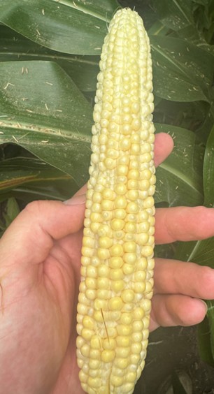 Missing pollination on root-lodged corn ear