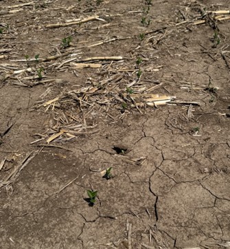Crusting soil on seedbed