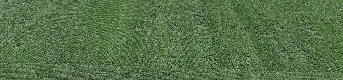 Wind event effects on strip trial plot - aerial photo