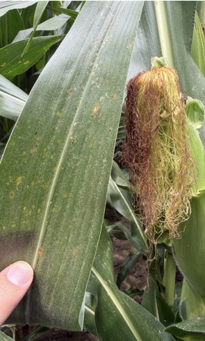 GLS and Tar Spot near corn ear leaf