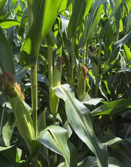 Pioneer brand P13777PCE planted April 15