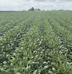 Soybean field at R4 stage - long distance photo