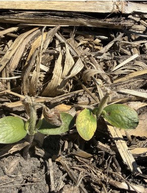 Frost damaged soybean plant
