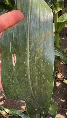 Southern rust symptoms on corn leaf