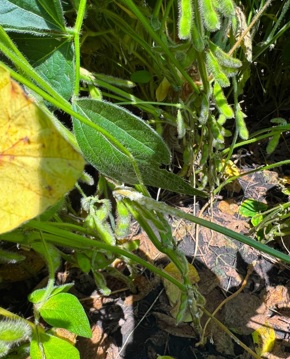 White Mold in Soybean