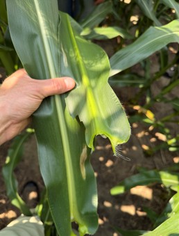 Evidence of Northern Corn Leaf Blight on corn leaf