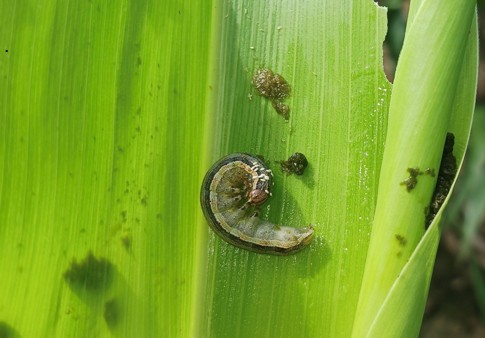 Armyworm feeding on corn leaf