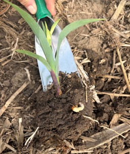 Patchy corn stand loss caused by white grub feeding