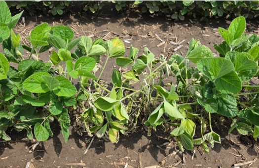 Phytophthora root and stem rot showing up in soybean plants after heavy late-June rains