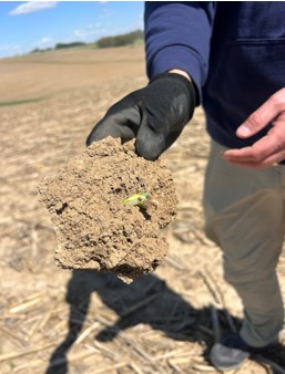 Reduced-tillage soybeans struggled to emerge after a cold rain sealed the seedbed