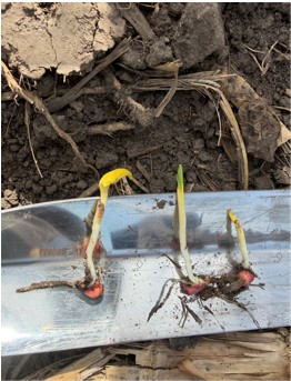 Uneven corn seedling emergence