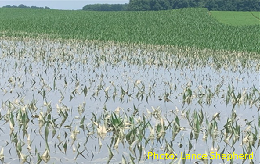 Photo - flooded cornfield - early season.