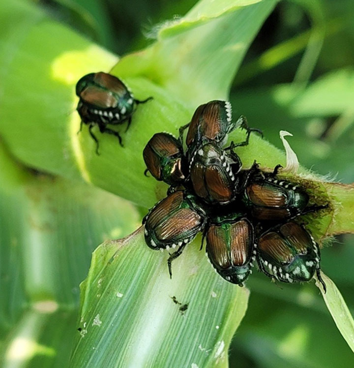 Photo - Japanese Beetles on corn ear.
