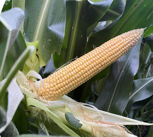 Photo - mature corn ear on stalk - mid-August