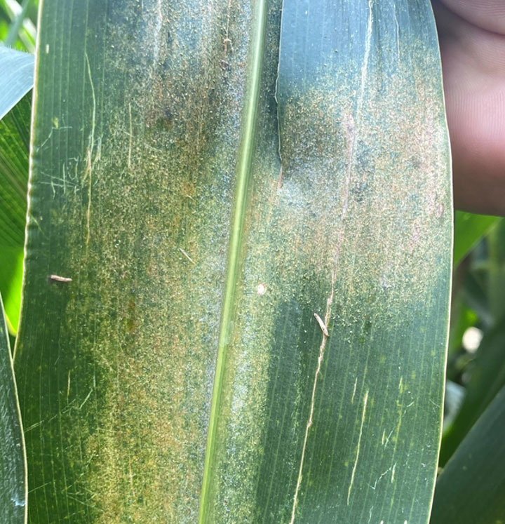 Photo - corn leaf - closeup - showing insect pressure