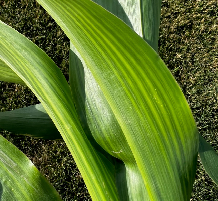 Photo - corn leaf showing sulfur deficiency