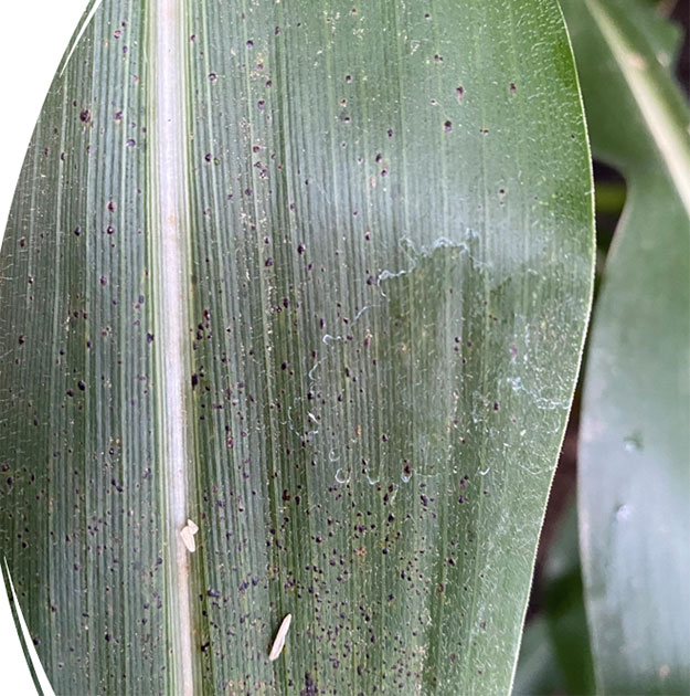 Photo - corn leaf showing tar spot symptoms