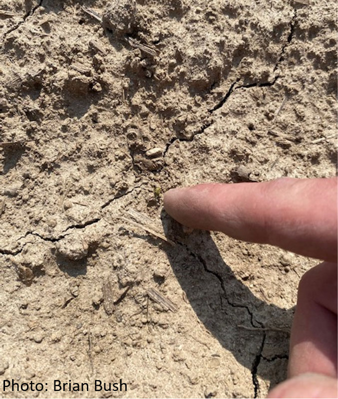 Photo - closeup - dry soil cracked and crusted from drought stress.