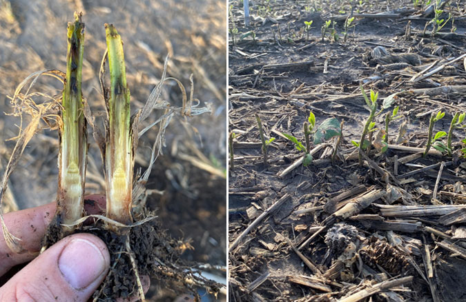 Photos - seedlings damaged from heavy crop residue.