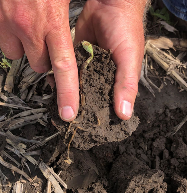 Photo - showing seedling at deeper planting depth - Many early planted fields were sunk deep to reach moisture.