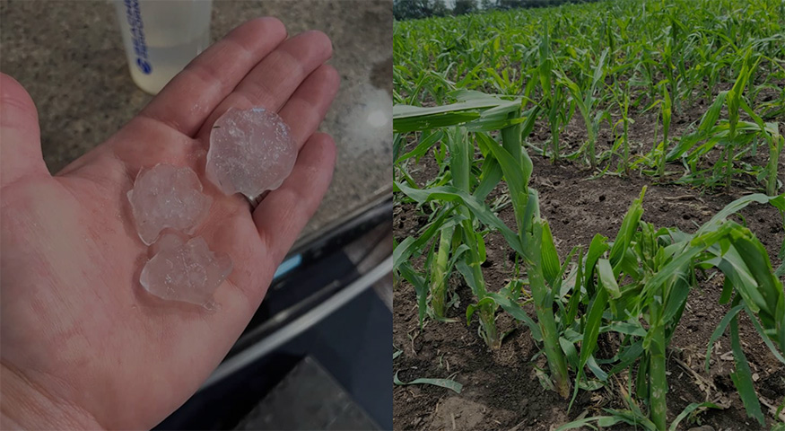 Photo - hail damage to cornfield
