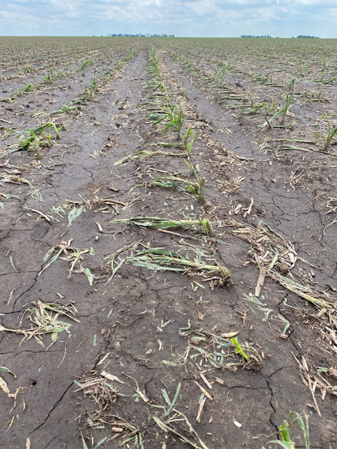Photo - flattened corn plants from hail damage.