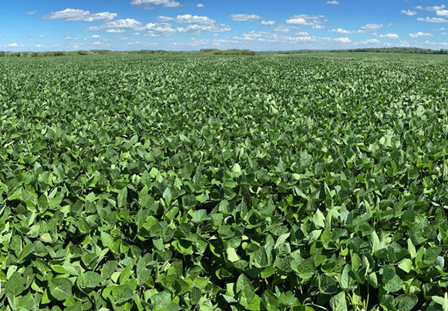Photo - soybean field - midseason