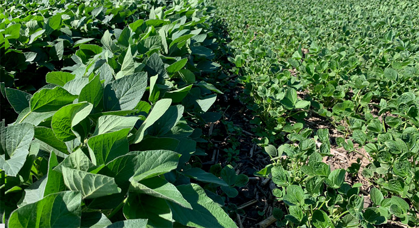 Photo - off-target dicamba damage to soybeans
