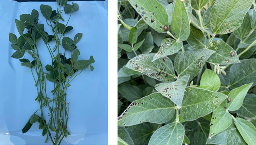 Photo - soybean leaves showing disease pressure