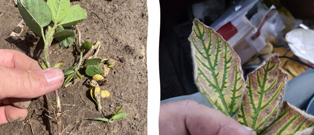 Photos - soybean leaves and stems - stress from disease.