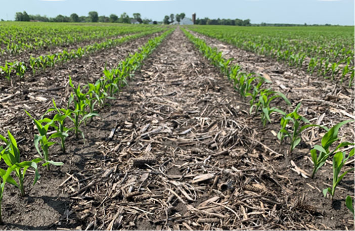 Photo - corn in rows - residue